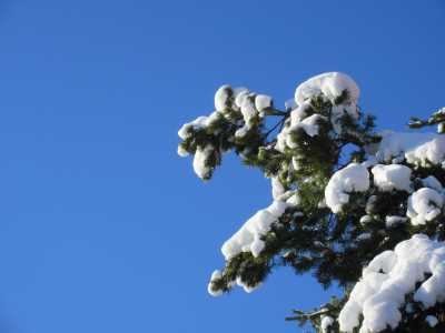 Snowy tree